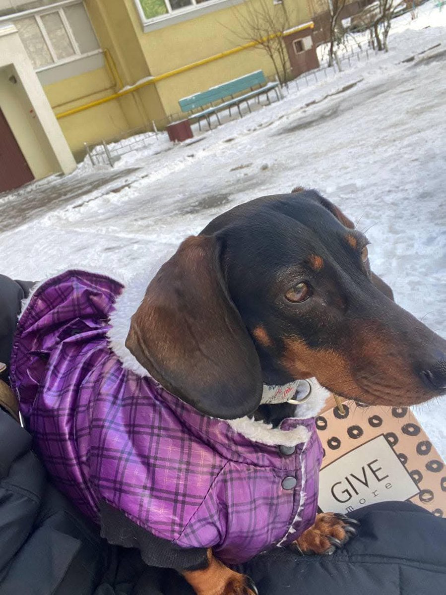 В Києві шукають господарів такси (оголошення скопійовано з фб):

Знайдено собаку породи такса — вибігла з маршрутки №463 (у напрямку Кадетського Гаю) на Севастопольській площі.
Господарю, відгукнись! 🙏
Телефон для зв’язку: 066 167 31 19 (Ольга)