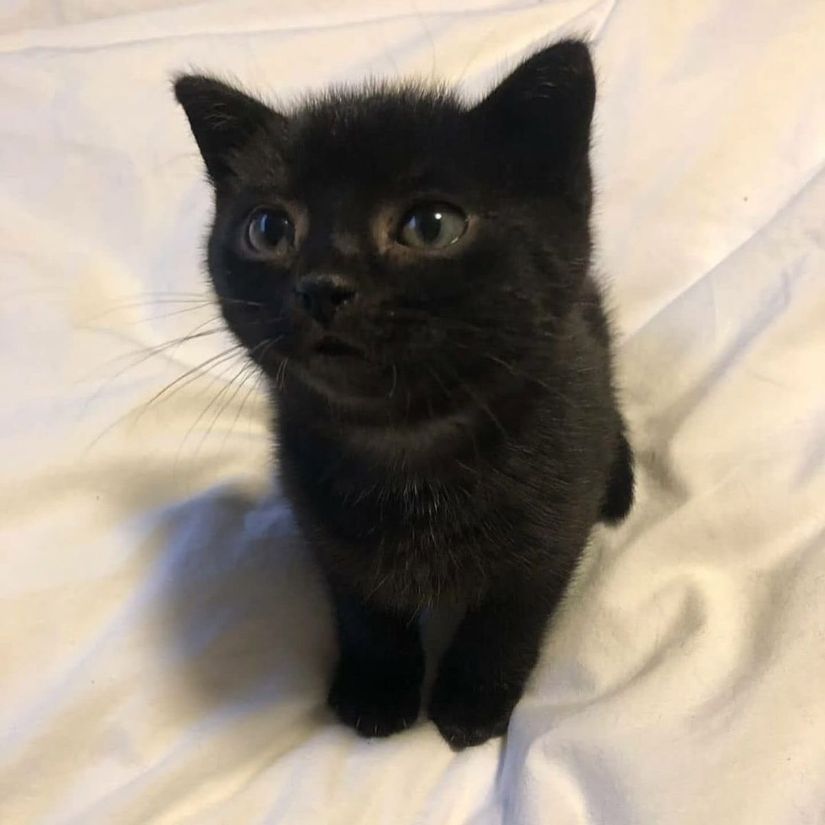 Punch Cat (@punchingcat) on Twitter photo 