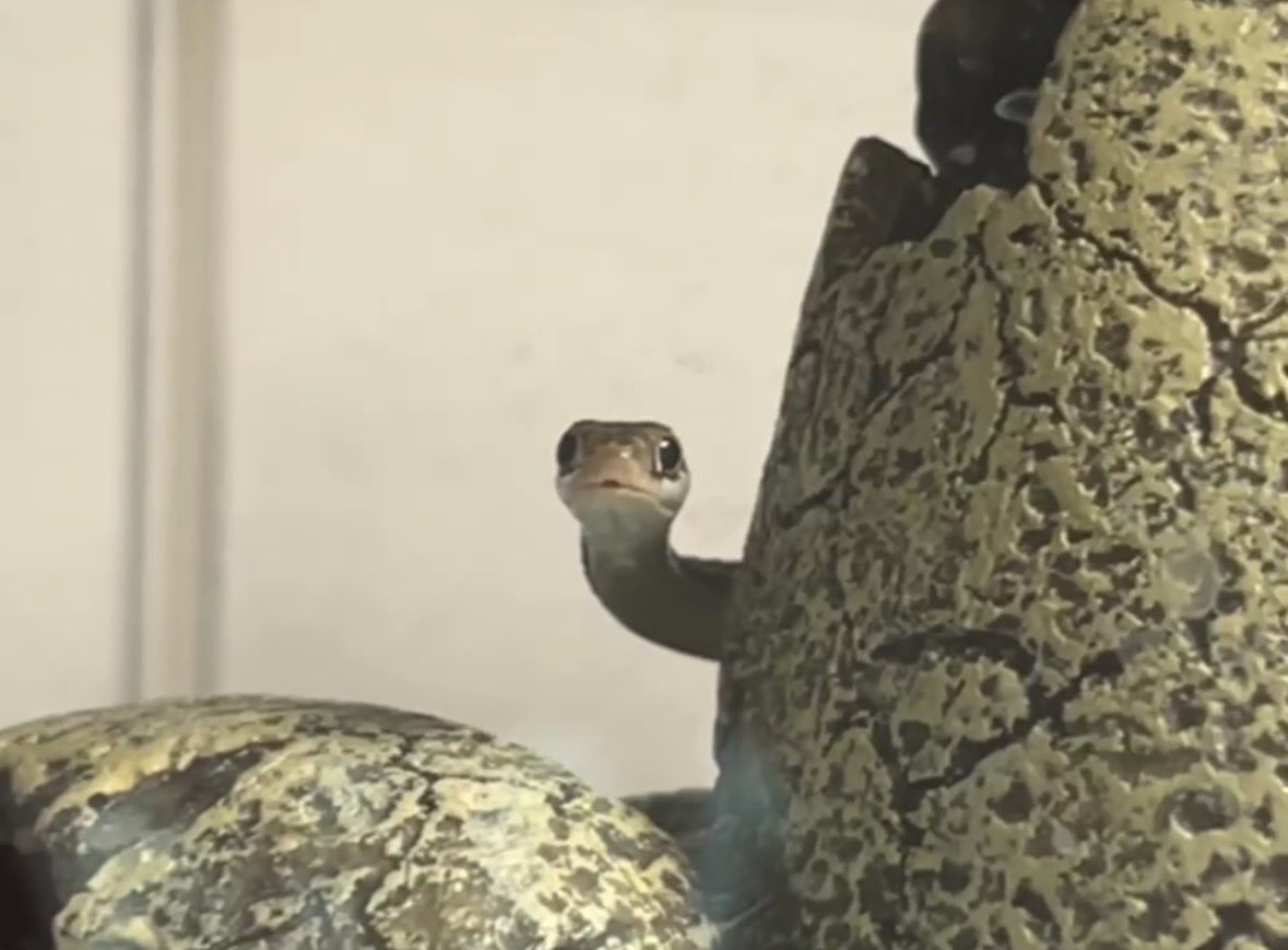 Reptiles_gp's tweet photo. 最近ちょっとだけ構ってくれるチビ https://t.co/4sSaEAnzxo
