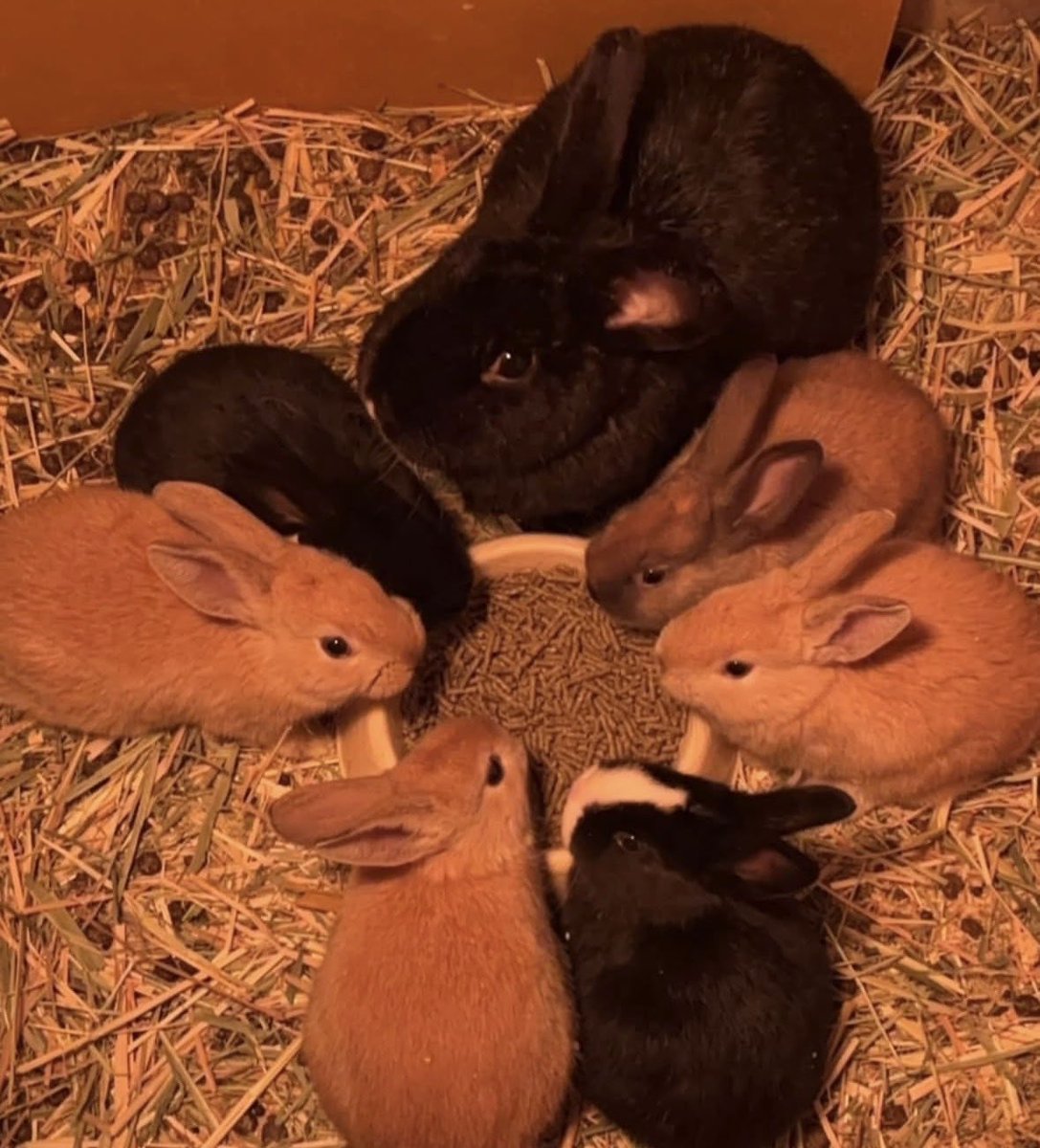 Buns via Fureai Farm (fureaifarm7722 on Insta)