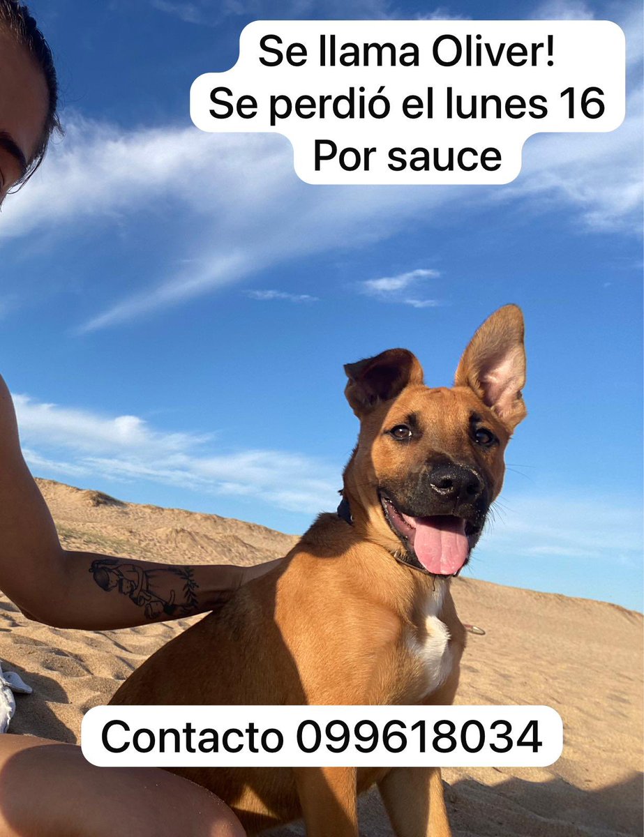 SAUCE DE PORTEZUELO ‼️
