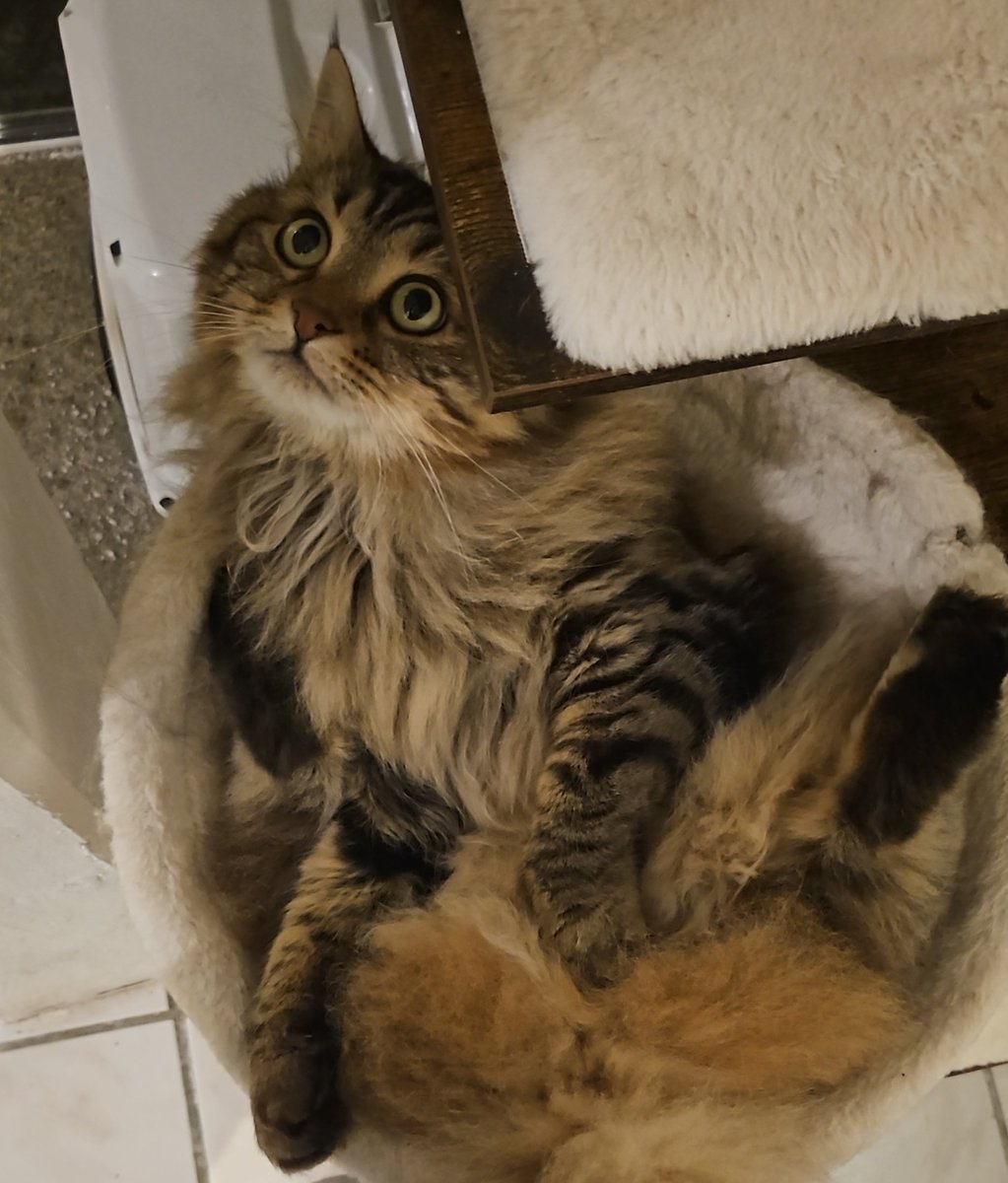 ✨ Schrödinger ✨ tweet media