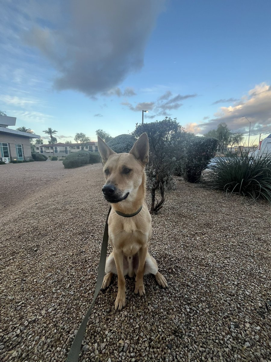 ballsdeepindoge's tweet image. Good morning to everyone who loves dogs.