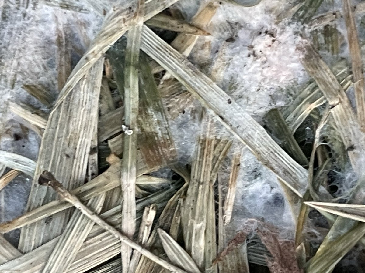 Ohio State ATI Turf tweet media