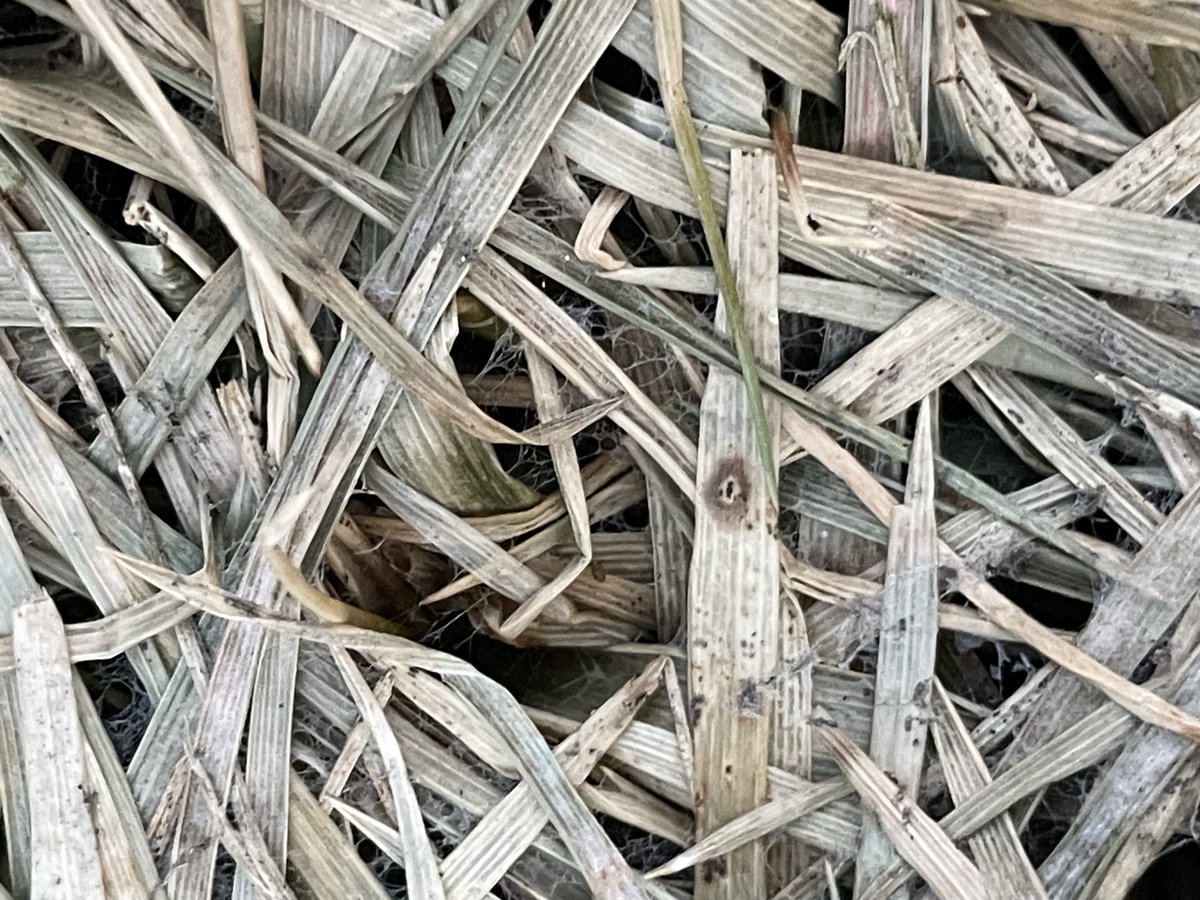 Ohio State ATI Turf tweet media