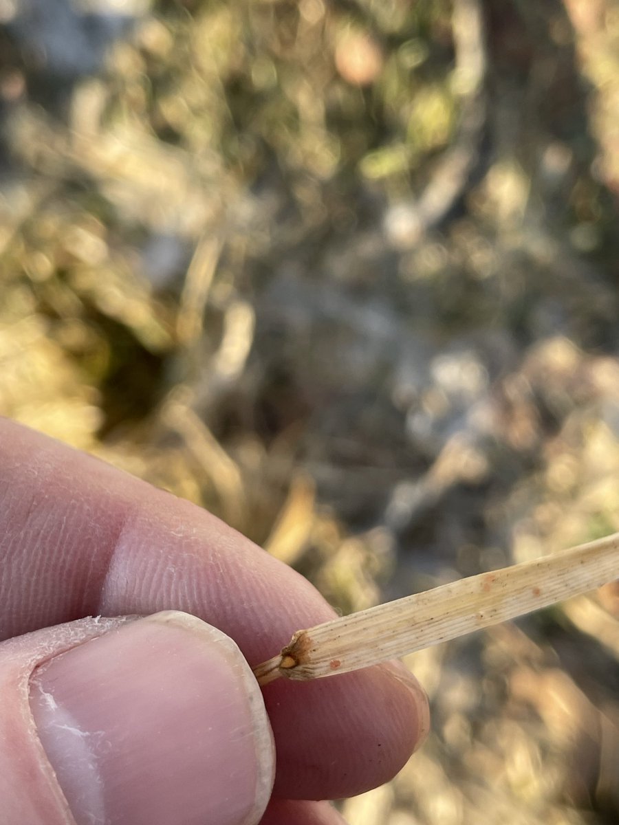 Ohio State ATI Turf tweet media