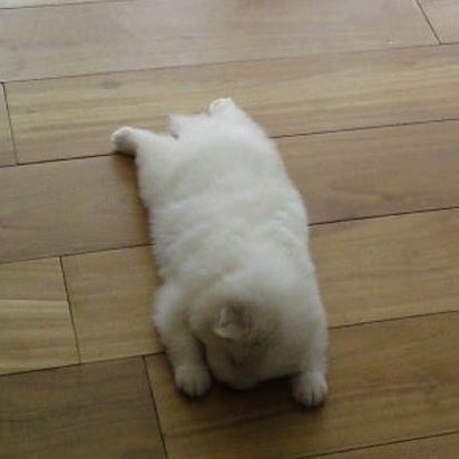 똥개 운학 tweet media