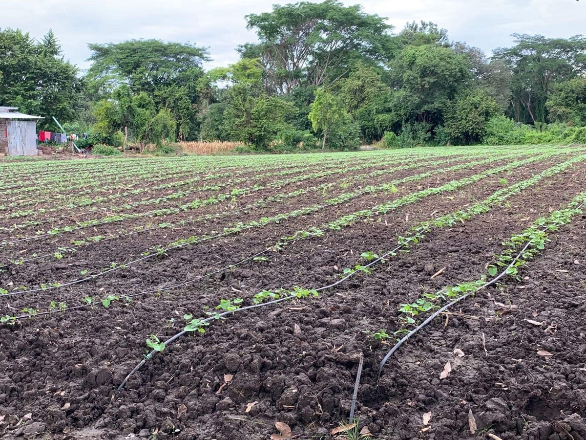 🔵 #SAG avanza en diseño de sistema de riego para irrigar 10 mil hectáreas 🙌

🔵 Lee detalles aquí: prensa.sag.gob.hn/2026/02/17/sag…