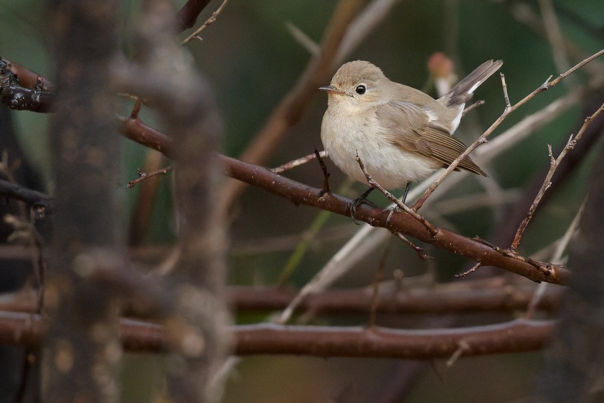 hama_yuu2003's tweet image. ニシオジロビタキであっている？

#野鳥写真
#photolab8

NIKON Z 8
NIKKOR Z 600mm f/6.3 VR S
600mm | f/6.3 | 1/1000 | ISO 5600