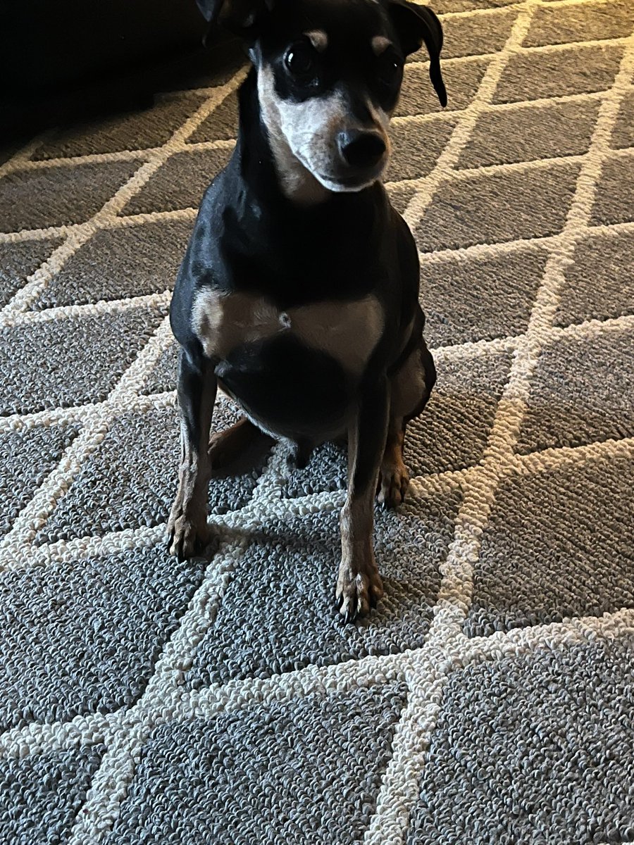 SteelHide Smitty🌈Wess🌈Chester🌈Kimber Josie tweet media