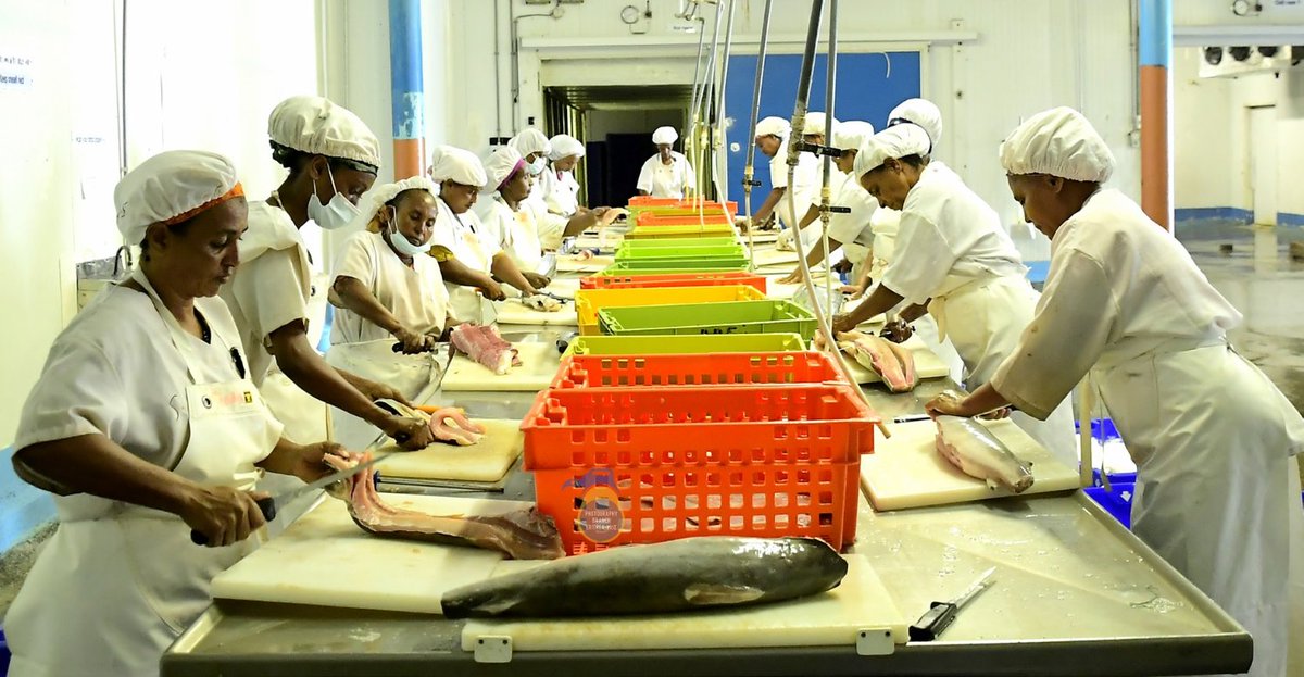 hawelti's tweet photo. #Eritrea - Expanding the Blue Economy:  Substantial Growth  in Fishery; by Mussie Efriem 

"...Eritrea’s marine territory is home to a remarkably diverse range of fisheries categorized by their specific ecological roles and harvesting methods. The soft-bottom demersal habitats are primarily exploited by industrial trawlers targeting species such as lizardfish, threadfin bream, catfish, and high-value shrimp. In contrast, the hard-bottom and reef environments support a vibrant ecosystem of food and ornamental fish such as snappers and groupers, which are harvested by artisanal fishermen using traditional hook-and-line techniques. The water column is divided between small pelagic, such as sardines and anchovies, targeted by beach and purse seines, and large pelagic, including tuna and mackerel, which are typically caught by gill nets. Beyond standard finfish, Eritrea has lucrative specialized resources such as sea cucumbers (locally known as hi’dra), snail shells, and trochus shells, along with a variety of shellfish, including crabs, lobsters, and cephalopods such as squid and octopus. While the region also supports a shark fishery, it is frequently driven by the high market value of fins".

https://t.co/2E4zXDh8rA