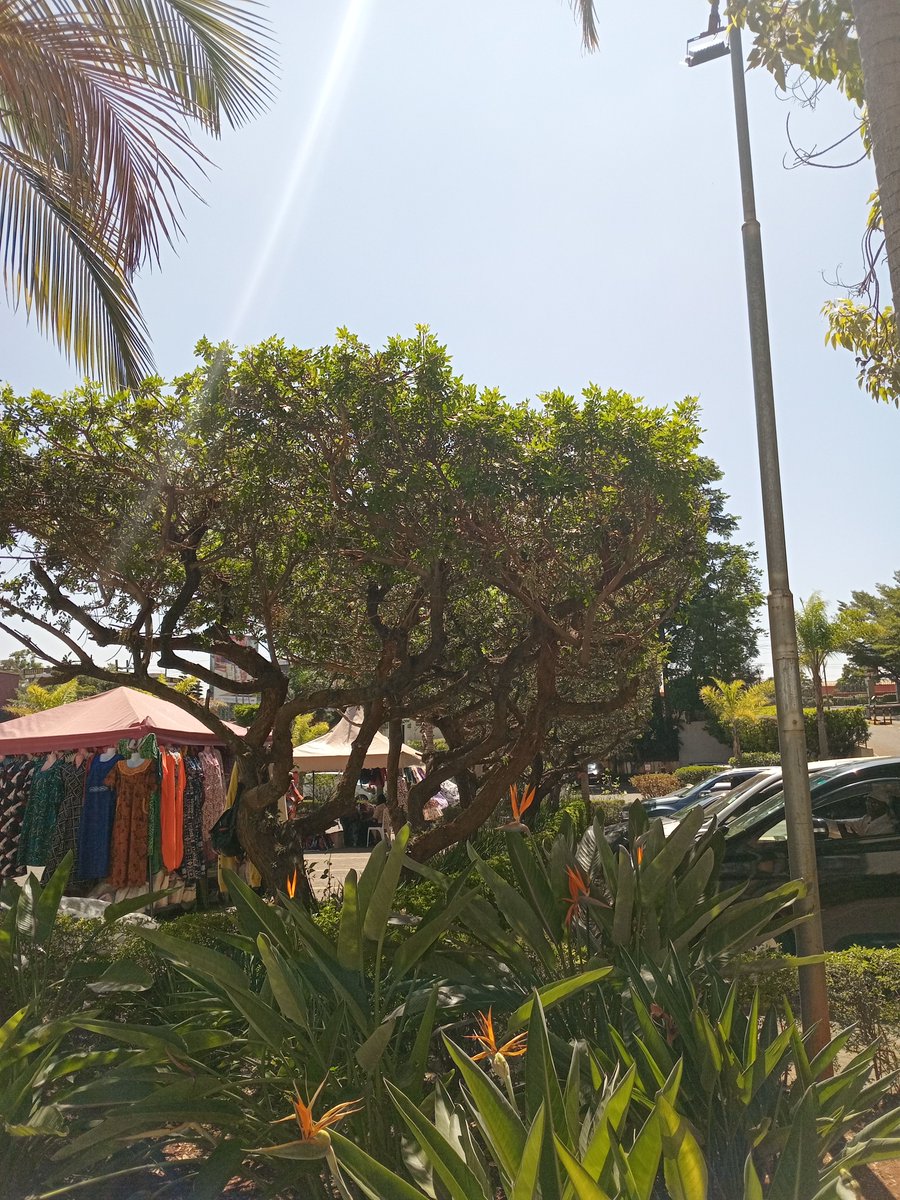 stevemuema's tweet photo. Brazilian Paper Tree (Autograph Tree)
Perfect for Kenyan urban spaces, it’s evergreen, provides all-year shade, cools our streets, and improves air quality.
Drought-tolerant and low-maintenance, ideal for parking areas, estates, markets & highways.

As cities heat up, tree planting is climate action.
Let’s green our towns and protect our future.