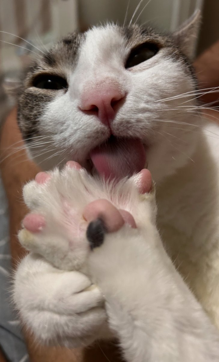 booly.dev tweet media