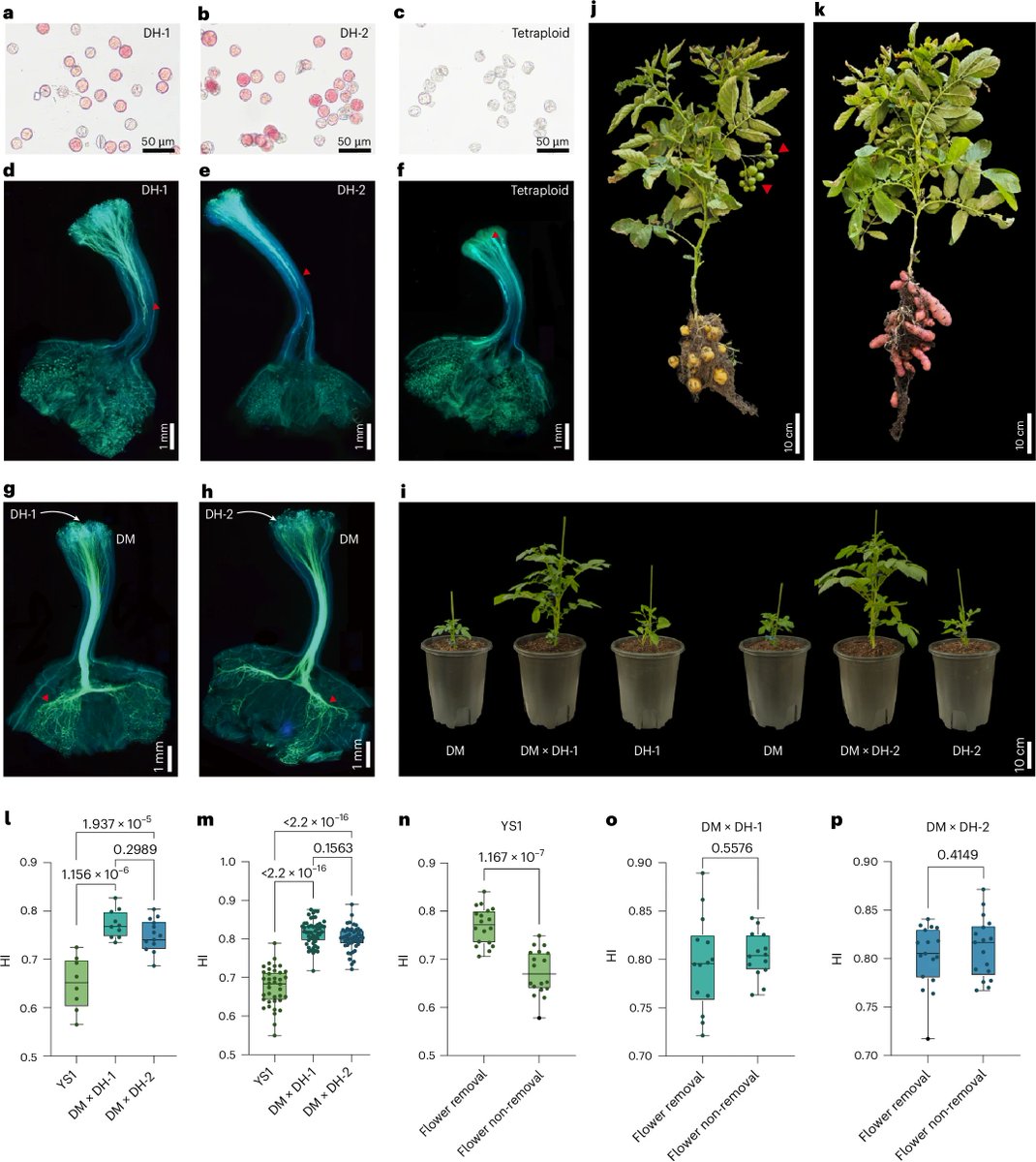 NaturePlants's tweet photo. New Letter: "Generating self-incompatible hybrid potatoes through haploid breeding" https://t.co/bstfxsb3Hu

Self-incompatible diploid potatoes via haploid breeding. F1 hybrids prevent fruit set, redirect C to tubers, increase the harvest index and enable hybrid seed production. https://t.co/X8st47pcJl