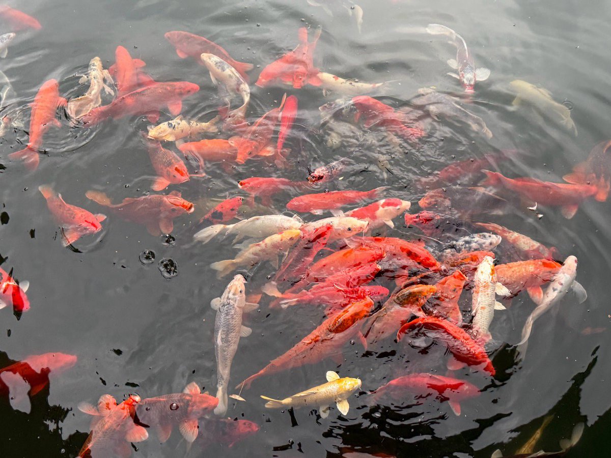 ㊗️大家有钱到不需要任何人祝你新年发财