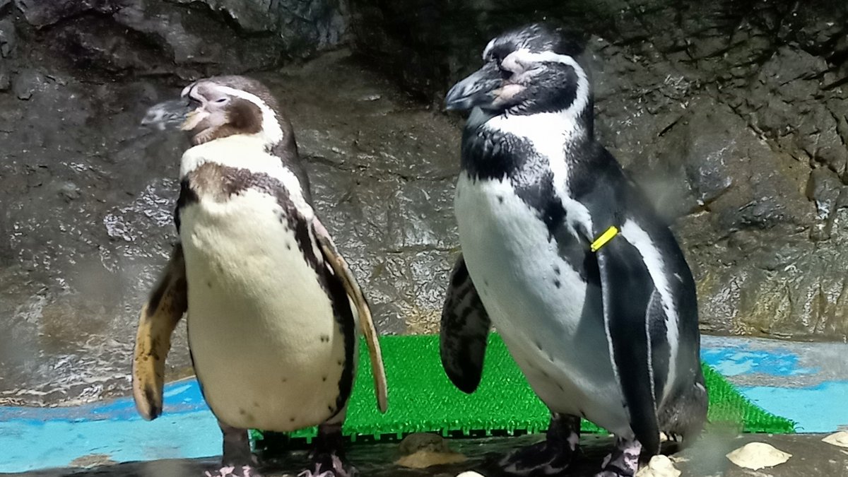 睦月 (@mutsuki__0723) / Posts / X