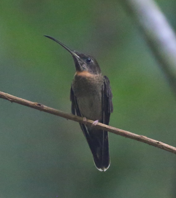 brasil_aves's tweet photo. 🇧🇷Balança-rabo-escuro
🌎Threnetes niger
Conservação: Pouco Preocupante
Ave da família Trochilidae, encontrado nas florestas úmidas da Amazônia.
📷 Flávio Lima https://t.co/Z5mvA1vKcq