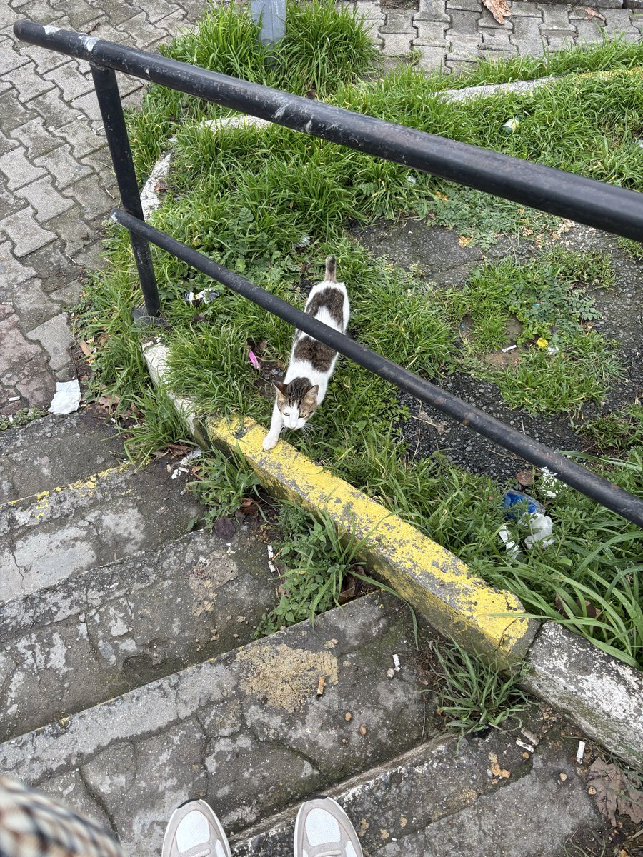 sabah ise giderken durakta karsilastigim kediyle aksam donerken sokagin girisinde denk geldim, agalar camide takilan esnaf gibi geleni gideni kesiyo