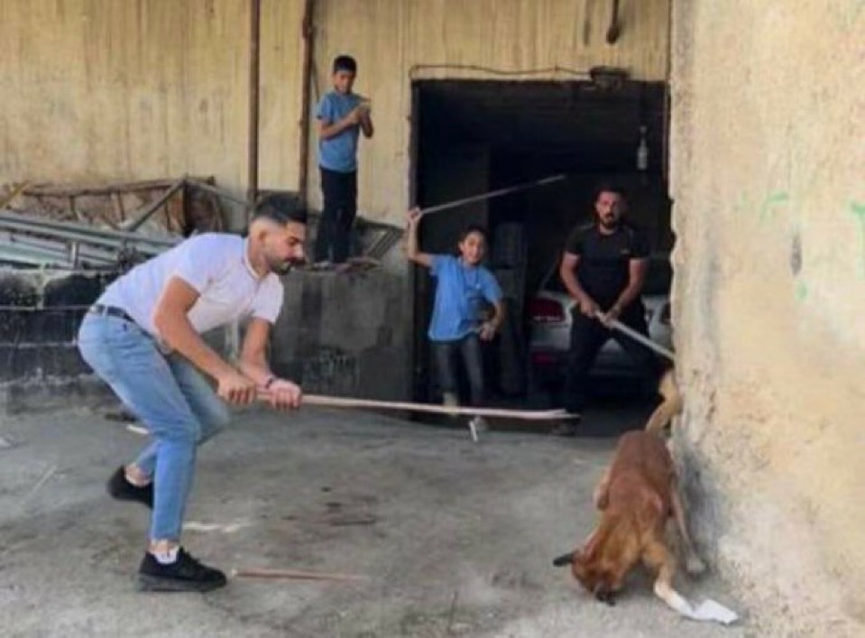 In 2022, the mayor of Hebron, a city in the West Bank, offered 20 shekels to anyone who killed a dog in his city.

Palestinians took to the streets en masse and filmed themselves torturing and killing thousands of dogs in the most brutal ways possible.

Don’t you dare to forget.