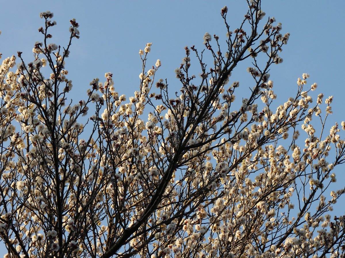 𝗌𝖺𝗄𝗎 tweet media