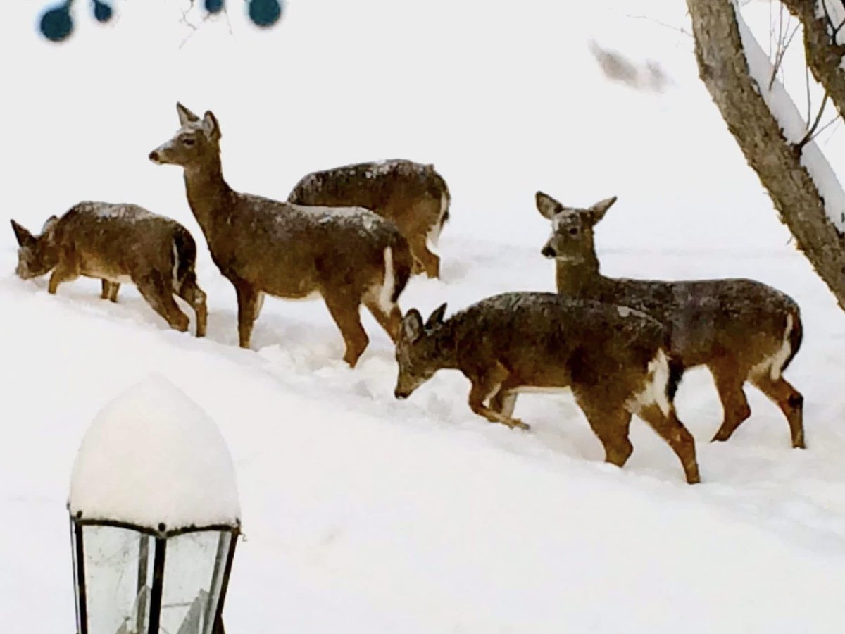 BryanMarquard's tweet image. Mid-February traffic jam next to our house, 10 years ago. While waiting for the driveway to be plowed during a storm, the deer made their own thoroughfare. They could hire out. #winterstorm #snow