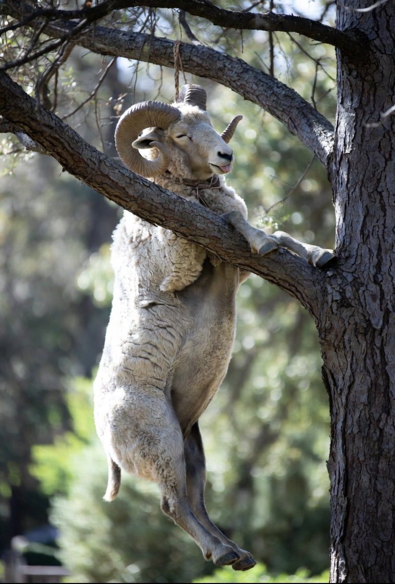 Wolfpack Willy tweet media