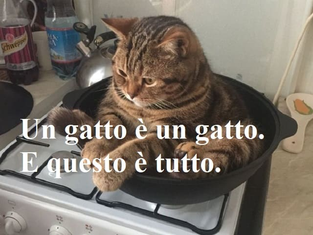 Oggi è la giornata dei gatti.
Un pensiero per Cheshire.