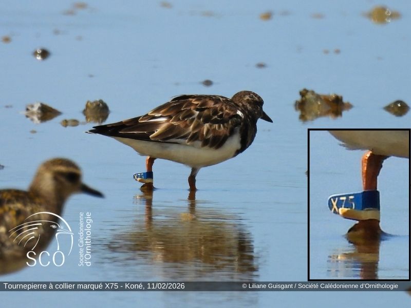 junhoso266's tweet photo. A Ruddy Turnstone released by me in Miyagi, Japan, was seen on 11 Feb 2026 near Koné, New Caledonia. Amazing that a bird from my local area reached the South Pacific — perhaps even hanging out with Kagu!
Thanks to Liliane Guisgant and the SCO for reporting this Record. https://t.co/Fz1Pmgx8dF