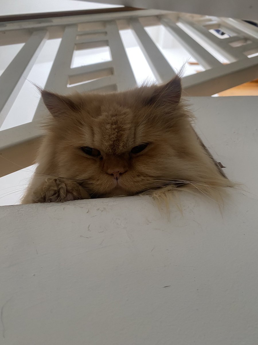 naia ｡𖦹 tweet media