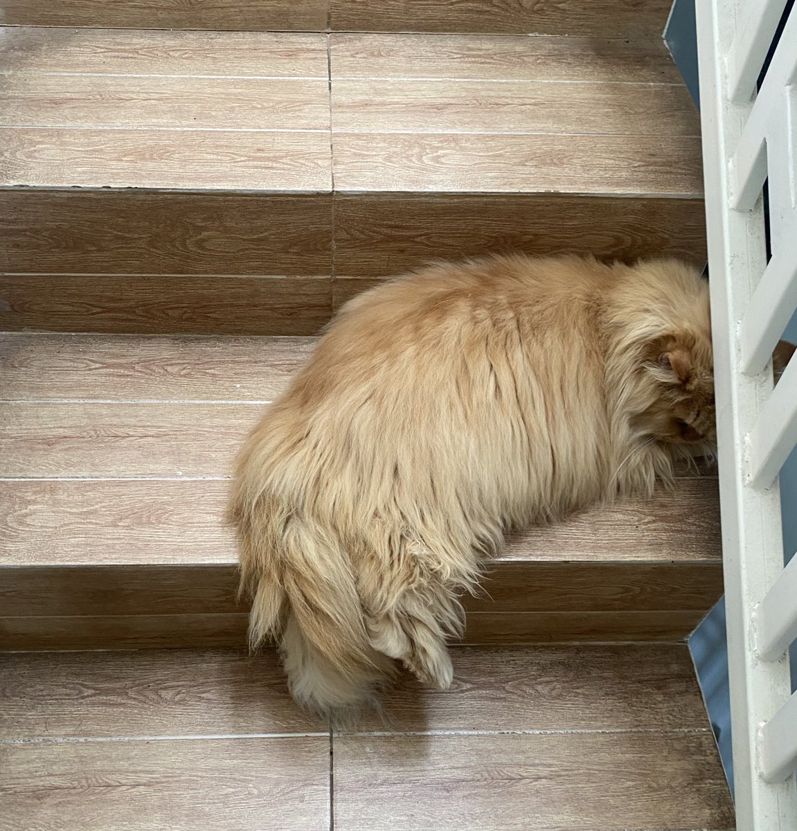 naia ｡𖦹 tweet media