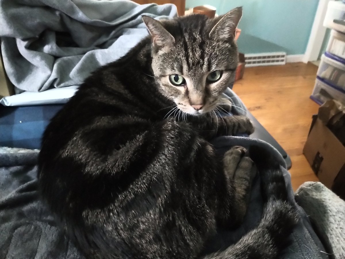 the_turtle's tweet photo. Also, cats. https://t.co/R6gP3ETm4y