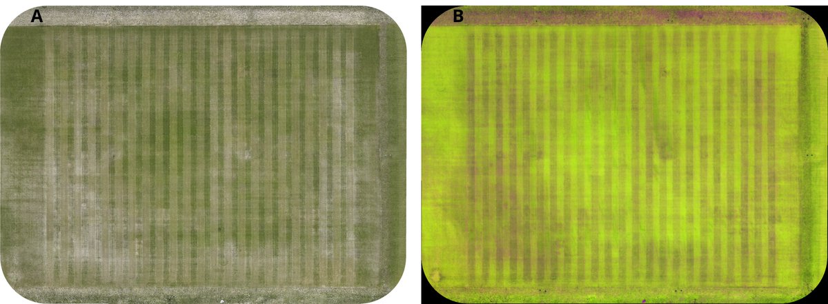 UMNTurf's tweet photo. Read the latest #WinterTurf blog: How does creeping bentgrass respond to winter wear? by @StacyBonos, @EricMacPherson, and Juan Gonzalez.

https://t.co/fQBzrEFZ1M https://t.co/AY3Fw6mkpl