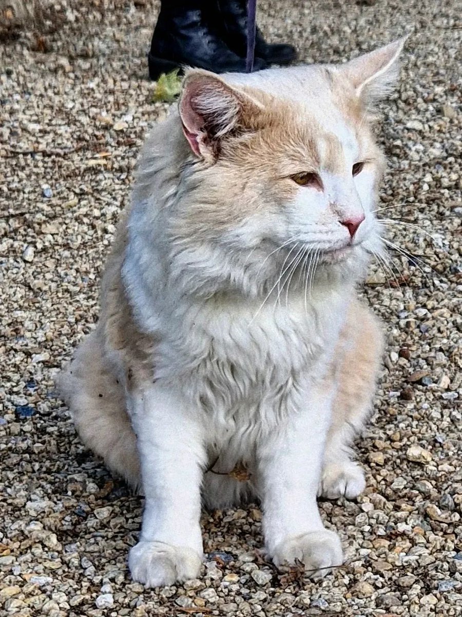Musei Reali Torino tweet media