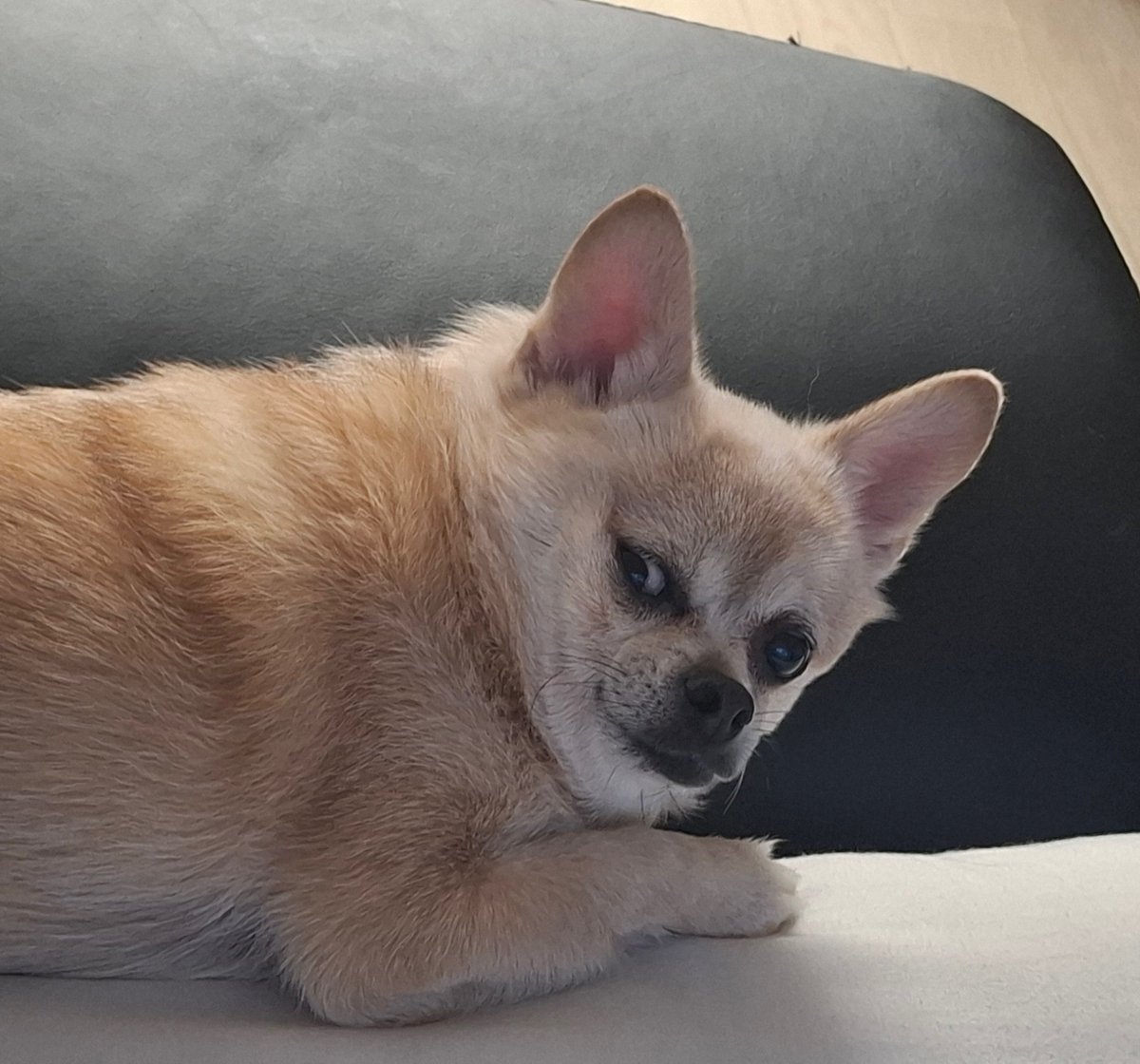 강아가 사람 따라가는거야 사람이 강아 따라가는거야