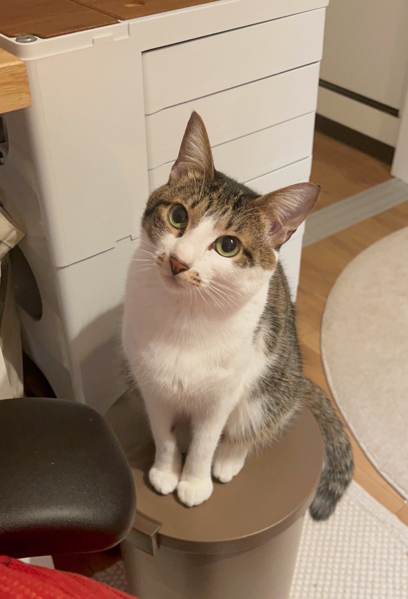 傾聴のウー
なんでもじっと聞いてくれるからなんでも話してしまう
うずめがもし言葉を話せたら「いやー！今までの話全部忘れて！」って言いたくなるかもしれない