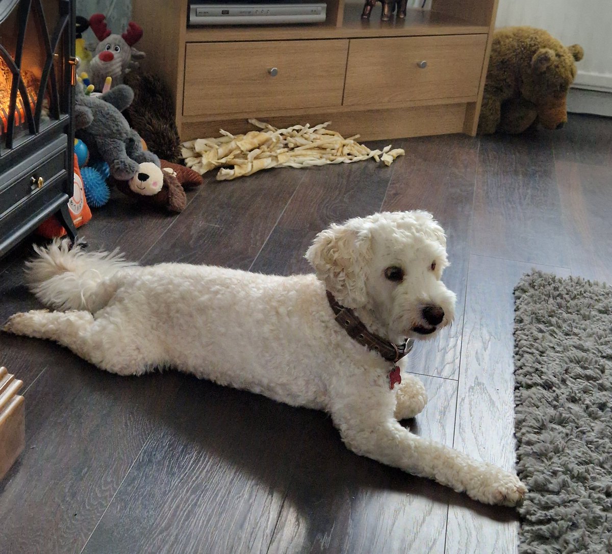 jennystape's tweet photo. You're all gonna have to look twice at me pals cos this is exactly how I came home from walkies.....clean 🙈
I walked around the village doing lots of sniffins and no borlee 🤭😂😂
#CleanJackBovverBoy #CleanJack
#BovverBoysForever https://t.co/I8Gee4ffNh