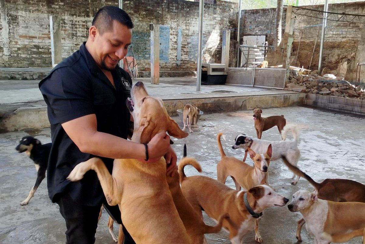 soyanoticias's tweet photo. DE NIÑO SOLIDARIO A HÉROE CANINO: MÁS DE 17 AÑOS RESCATANDO PERRITOS EN LA PAZ

Edwin Geovanny Martínez Rodas es un rescatista de perros que ha dedicado más de 17 años a esta noble labor en el departamento de La Paz. Su amor por los animales nació desde la infancia, cuando no dudaba en alimentar a los perritos en la calle y llevar a casa a aquellos que encontraba enfermos o en abandono, incluso sin avisar a sus padres.

Con el paso del tiempo, su vocación se convirtió en un compromiso permanente. Actualmente administra dos refugios: uno en El Rosario y otro en Zacatecoluca, donde brinda atención, alimento y una segunda oportunidad a decenas de perros rescatados.

Su mayor sueño es contar con una veterinaria móvil, que le permita ampliar su ayuda y llegar a más comunidades para atender a animales en situación vulnerable. Su historia es un ejemplo de solidaridad, constancia y amor incondicional hacia los peluditos.