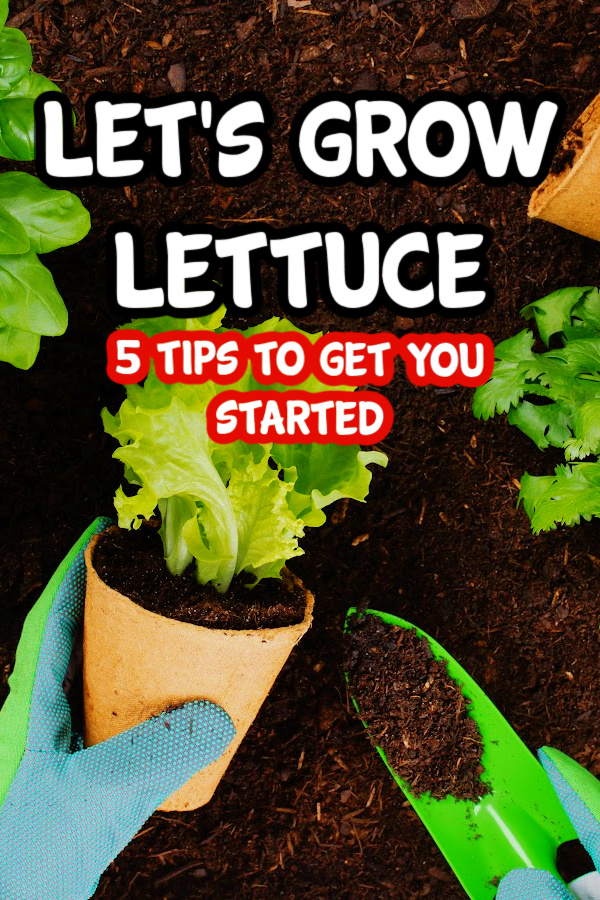 5 Tips For Growing Lettuce

dianfarmer.com/growing-lettuc…
#gardensofinstagram #backyardgardening #greenthumb #vegetablegarden