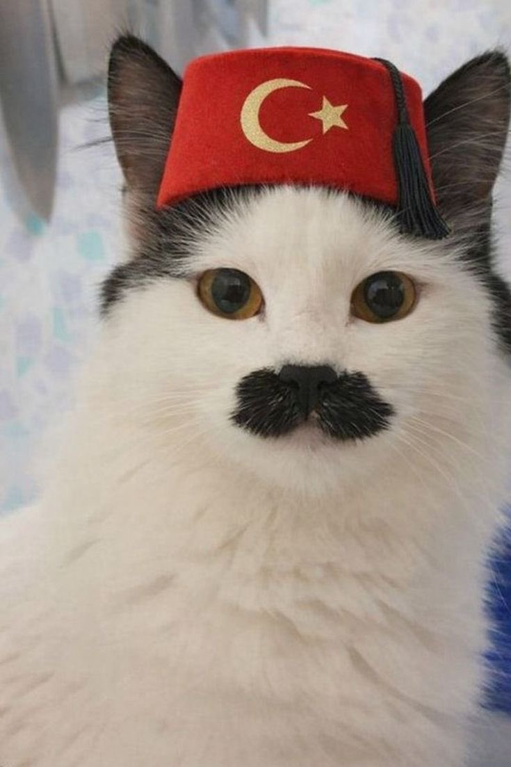 turqoisè (@tuurqoise) on Twitter photo 