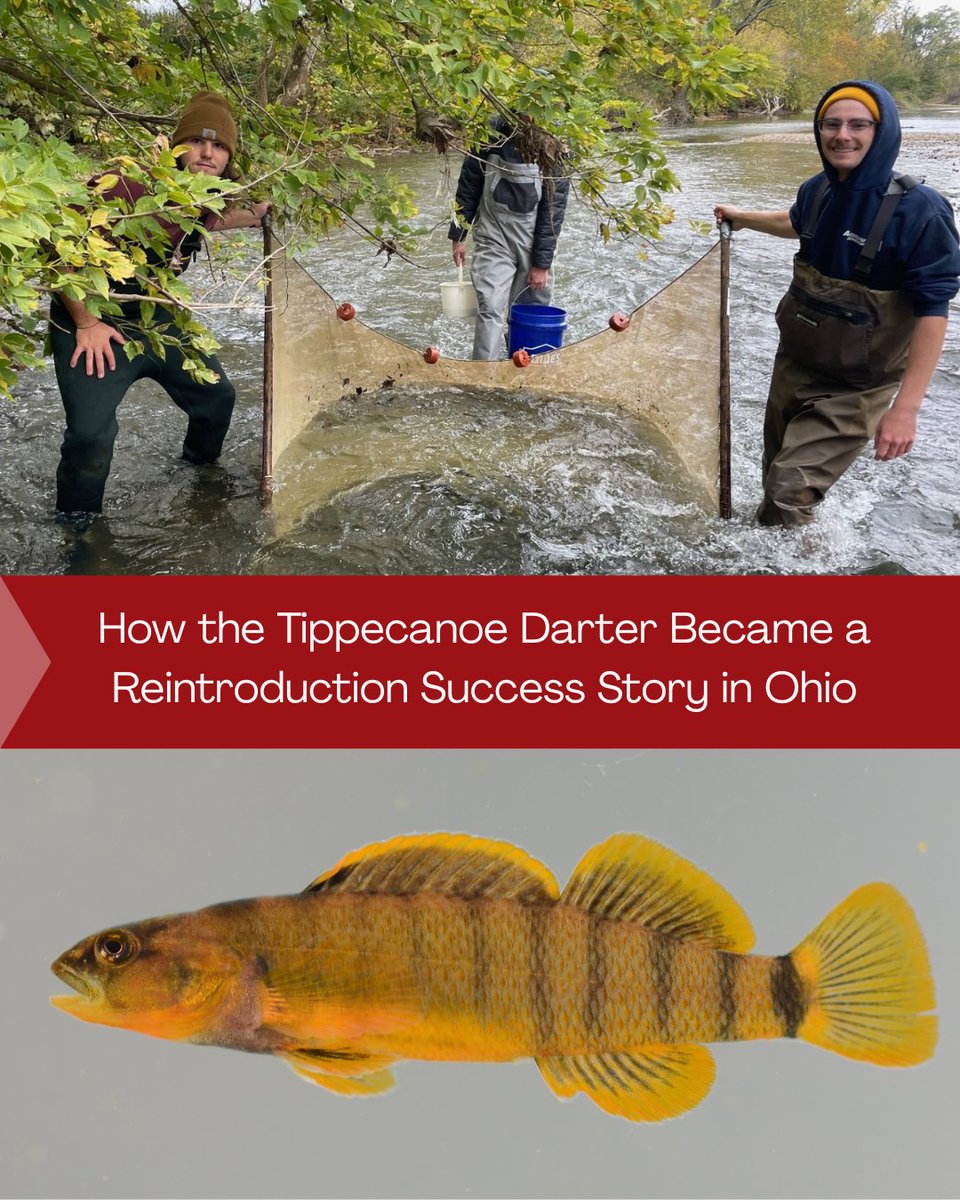 From absence to establishment: The Tippecanoe darter’s comeback shows how targeted conservation planning and habitat assessment can restore native biodiversity at the watershed scale. 

Learn more ➡️ fishsens.com/how-the-tippec…

#Conservation #Biodiversity 

<a href="/OSUEnvironment/">School of Environment and Natural Resources (SENR)</a>
<a href="/ohiodnr/">OhioDNR</a>