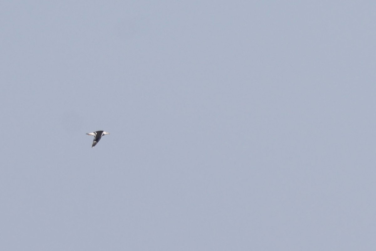 Daniel Branch tweet media