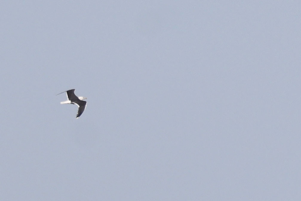 Daniel Branch tweet media