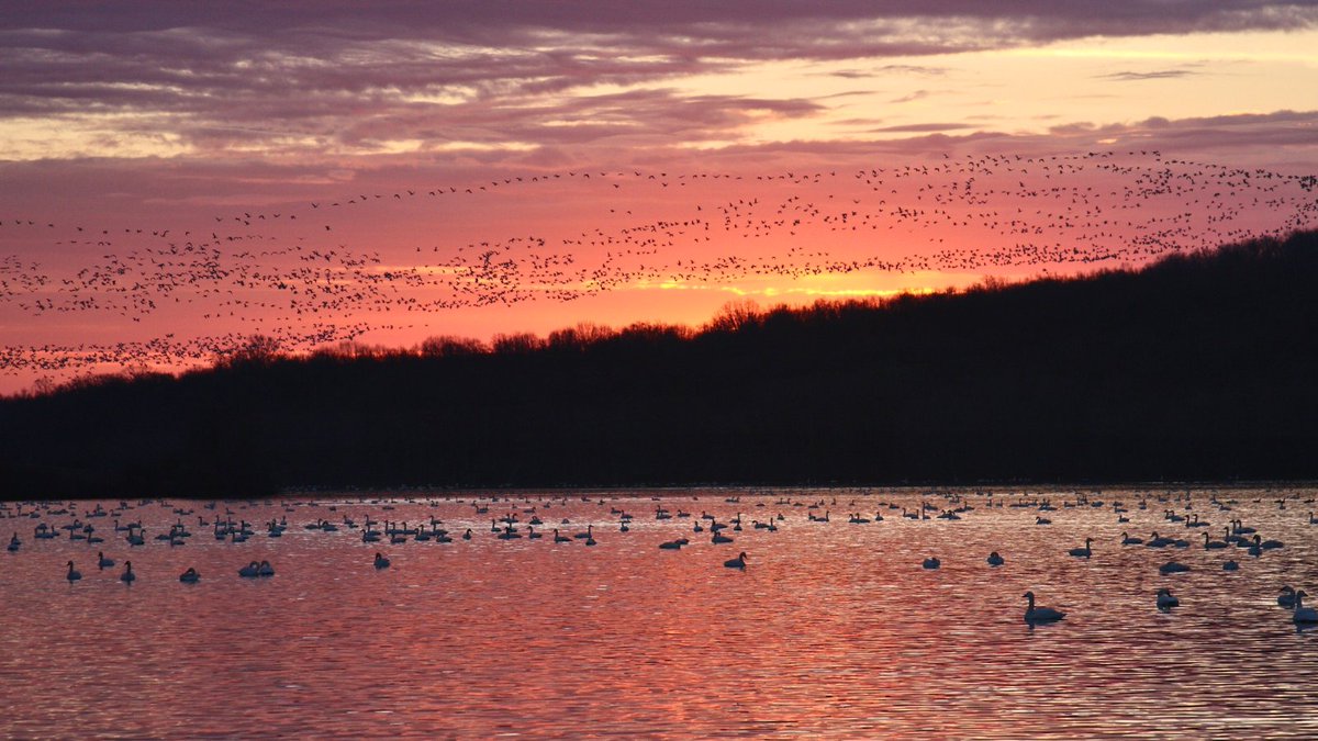 Pennsylvania Game Commission tweet media