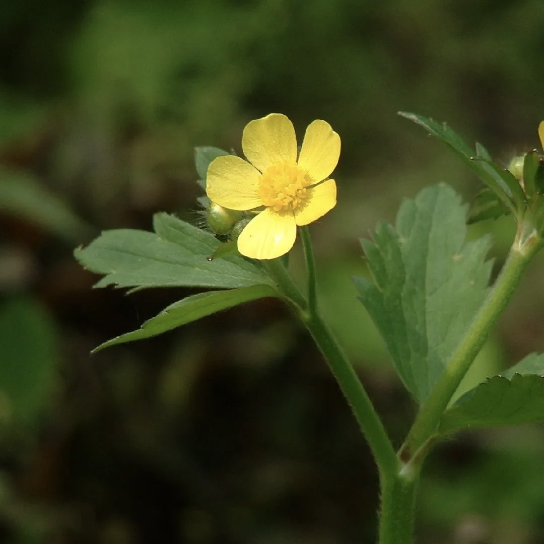 Bangtan Greenhouse⁷ 🌷 tweet media