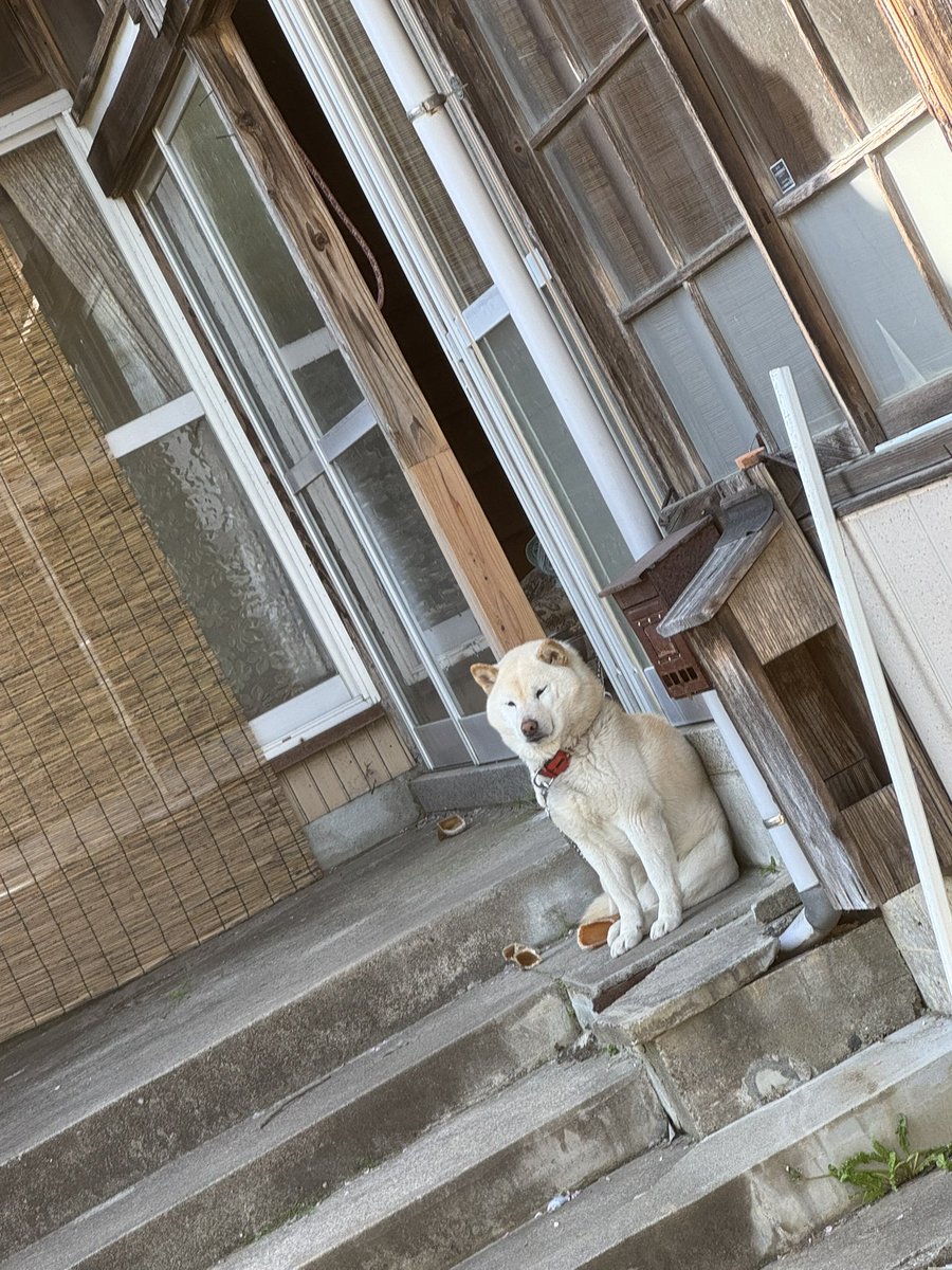 sun_sun_sunchan's tweet photo. もふもふがほしい
もふもふにうもれたい

なにこのぶちゃいくなかお
いとおしいわぁ https://t.co/ORK4pMtNQV