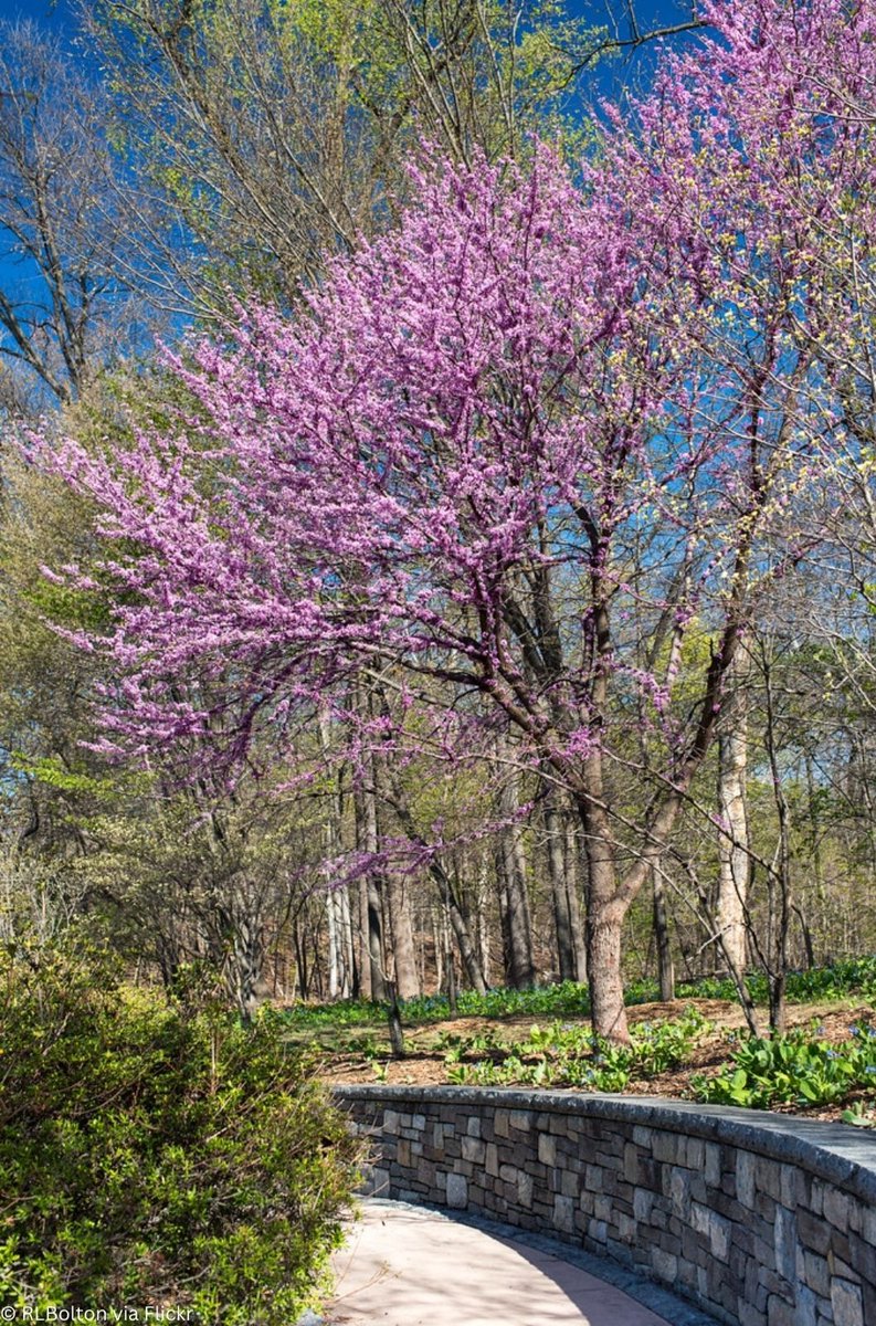IowaMonarchs's tweet photo. Happy National #CauliflowerDay, or Cauliflory Day that is 😊Did you know that the flowers on Eastern Redbuds grow directly on the tree’s trunk and branches? This phenomenon is called cauliflory and creates unique flowering clusters in early spring. #DidYouKnow #IowaMonarchs https://t.co/NaI2G7YwQU