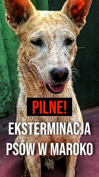 Świat milczy w obliczu przerażającej masakry psów w Maroku. Król nakazał eliminację WSZYSTKICH psów przed Mistrzostwami Świata w Piłce Nożnej 2030 (3 miliony bezpańskich psów). Metody: ‼️
- Rozstrzeliwanie na ulicach 
- Zatruwanie 
- Spalenie żywcem 
- Topienie w klatkach ‼️