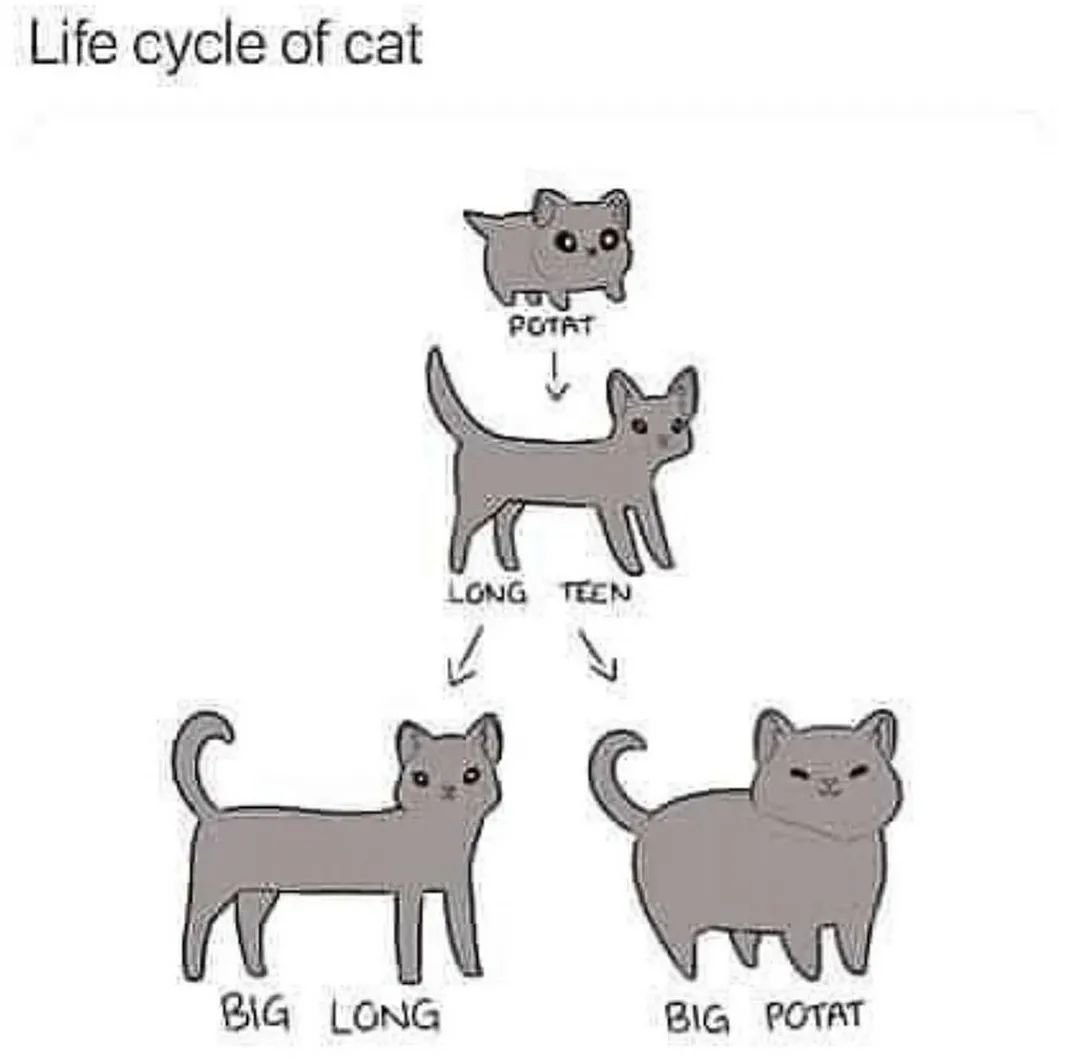 Punch Cat (@punchingcat) on Twitter photo 