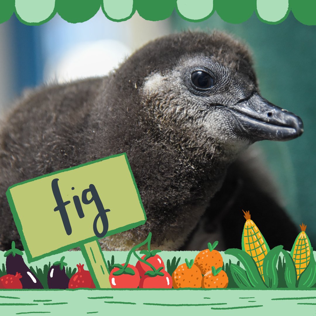 Maryland Zoo tweet media