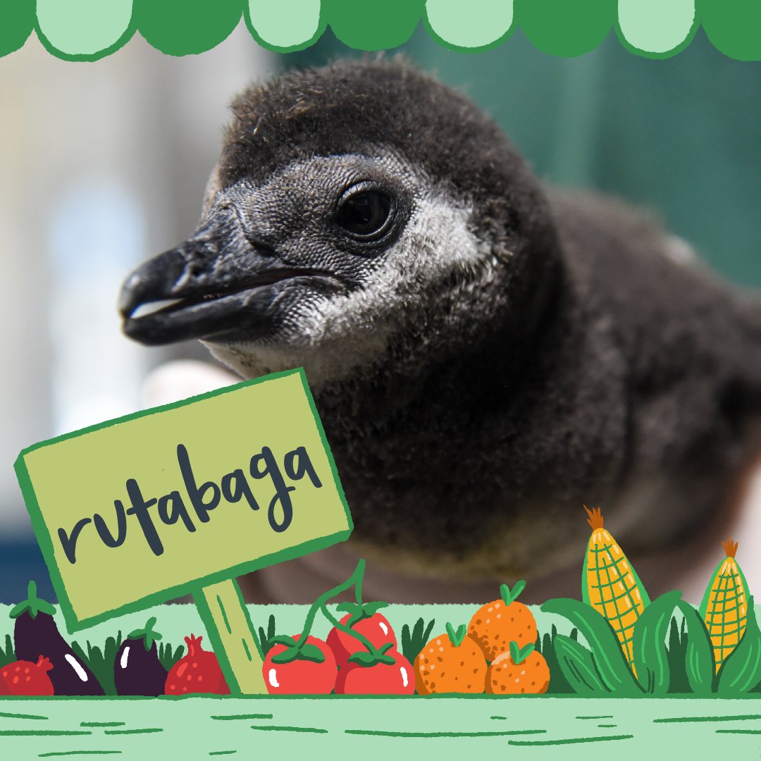 Maryland Zoo tweet media